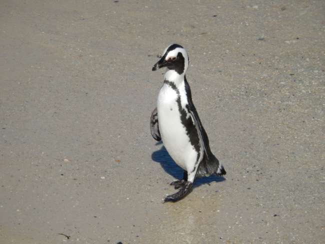 Penguins in Boulders Beach