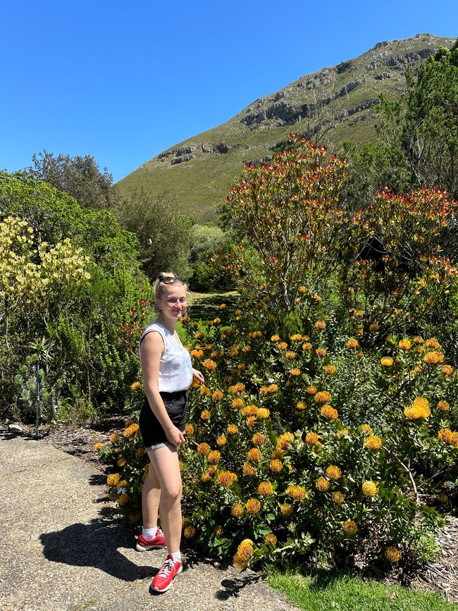 Hermanus ♥️