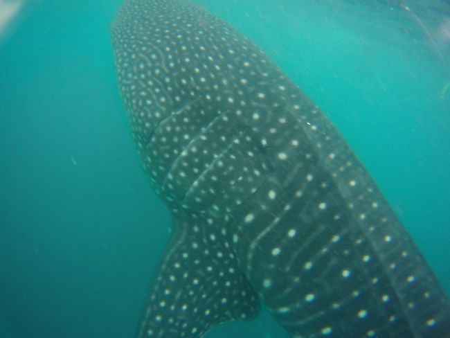 The whale shark (see also video.