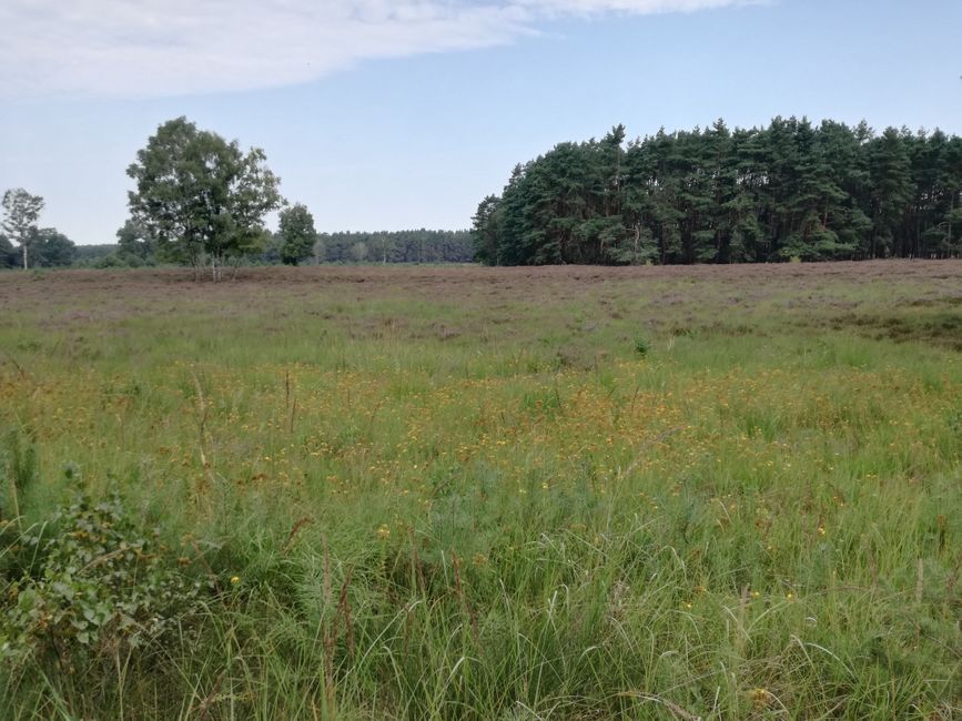 Im Hintergrund die erste Heide