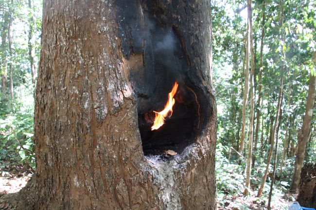 Rubber tree. The burning produces resin for the petrol of the candles 🕯