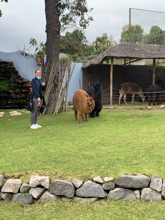 Hello llamas
