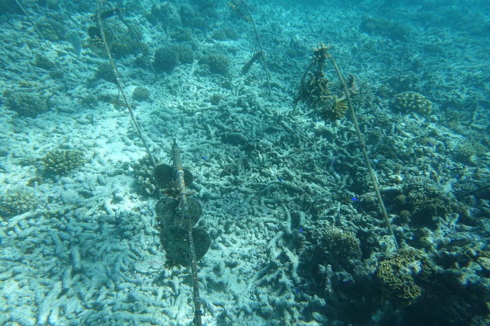 Wiederaufbau Korallenriff