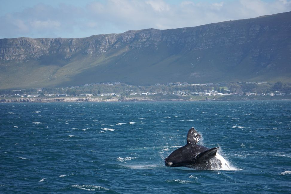 Hermanus ♥️