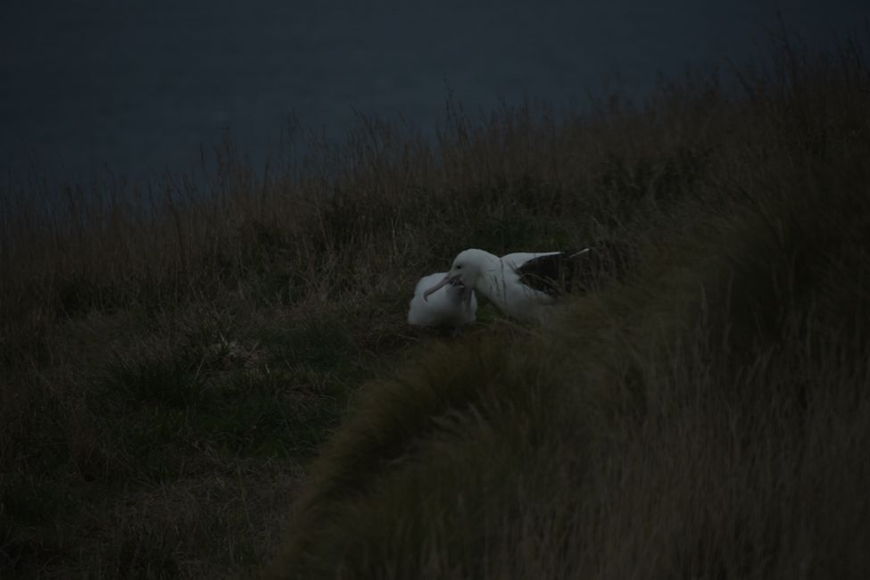 Otago Peninsula - Royal Albatross feeding