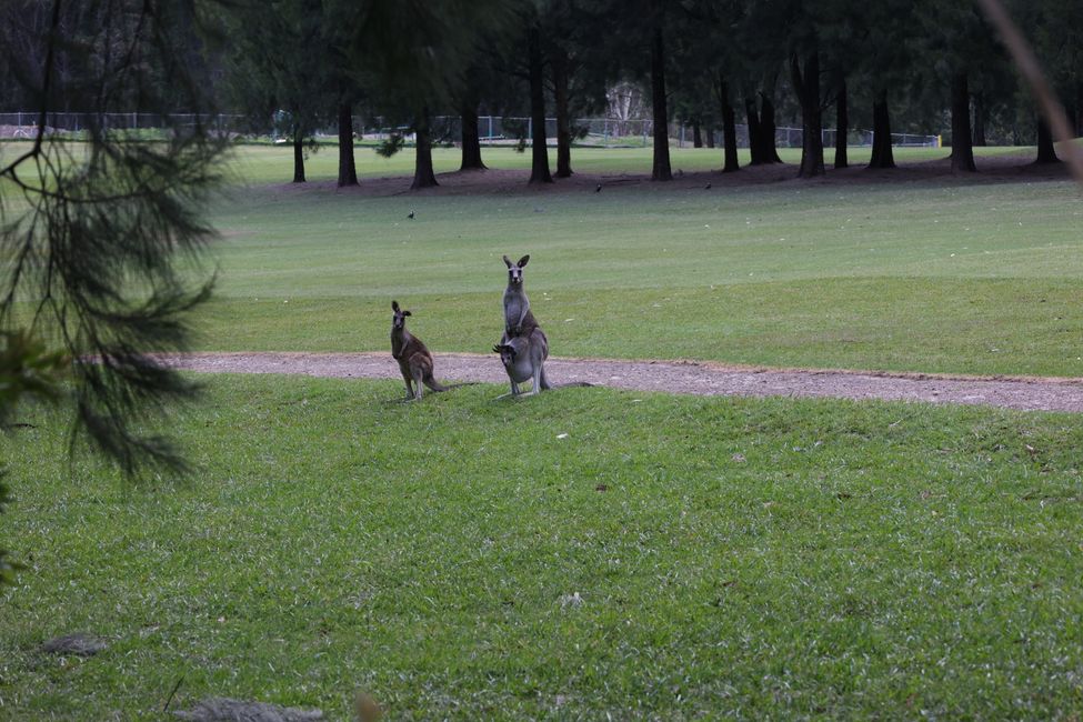 Kangaroos at Kangaroo Valley golf course