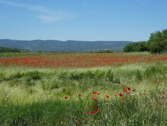 Provence (Frankreich Teil 15)