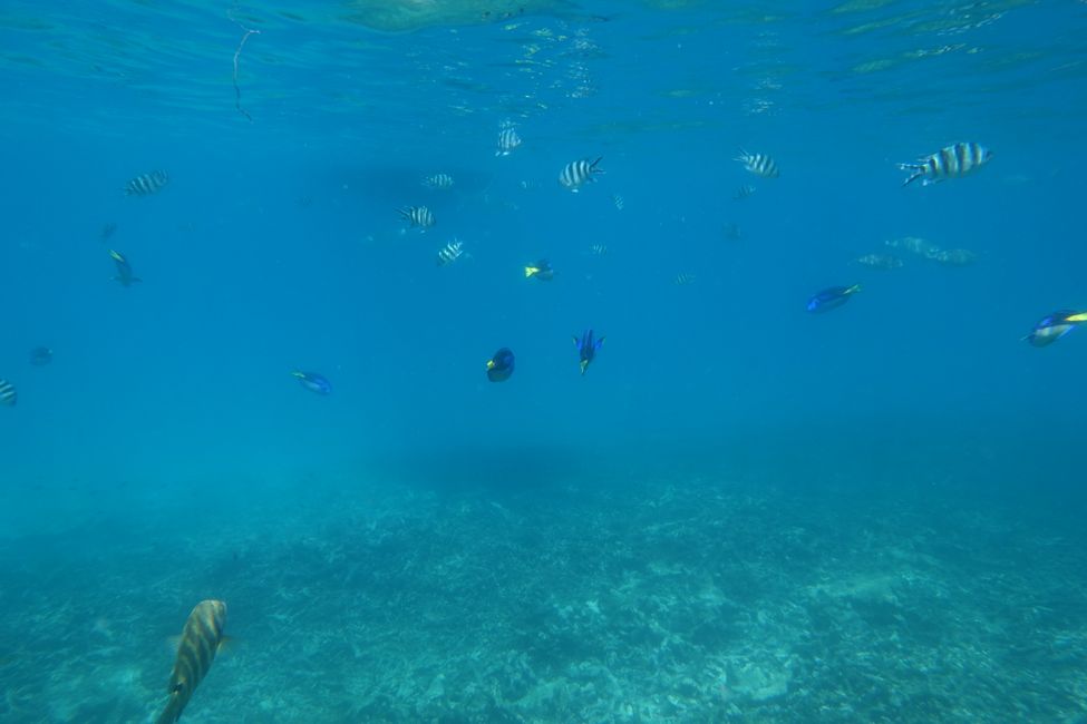 Snorkeling until the doctor comes...
