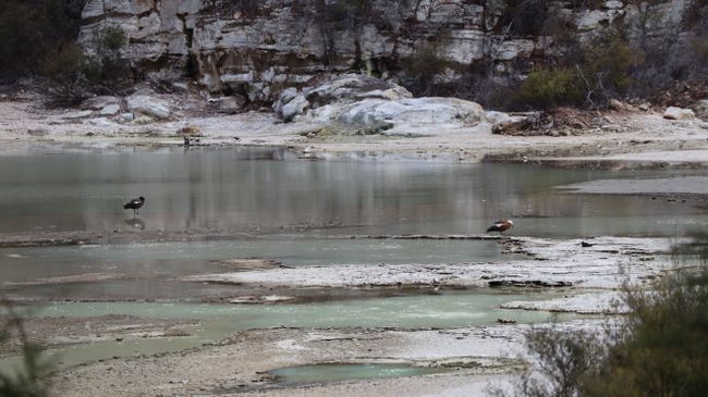Tag 9 Wai-O-Tapu Thermal Wonderland