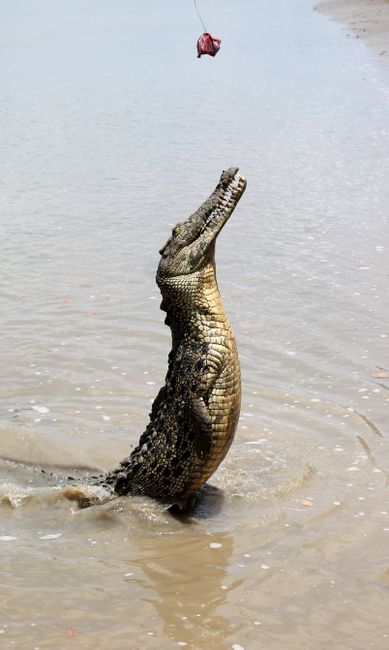 22.10.2015 Adelaide River, Jumping Crocodiles
