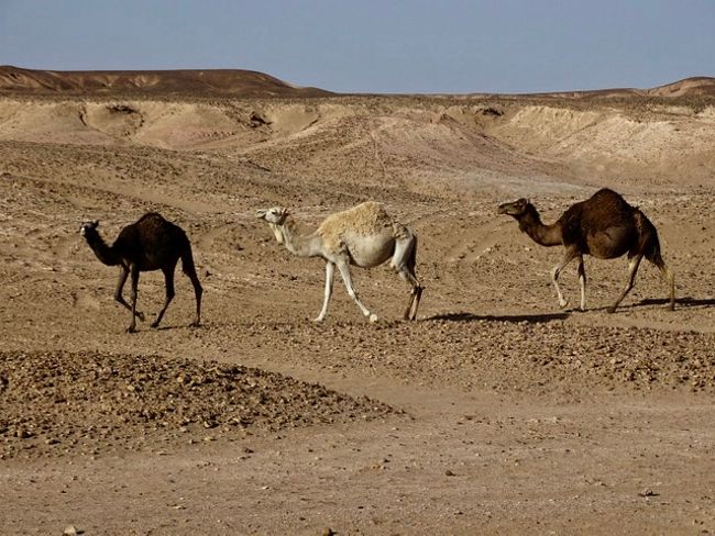 The wild desert animals
