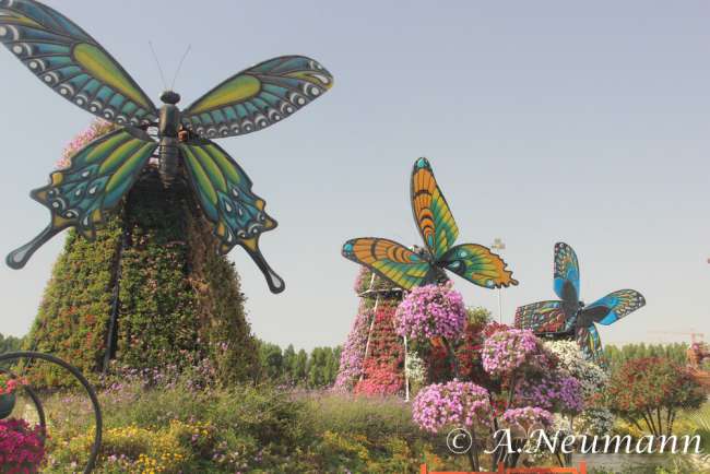 Dubai Ferry - Miracle Garden - Butterfly Garden - Hard Rock Café