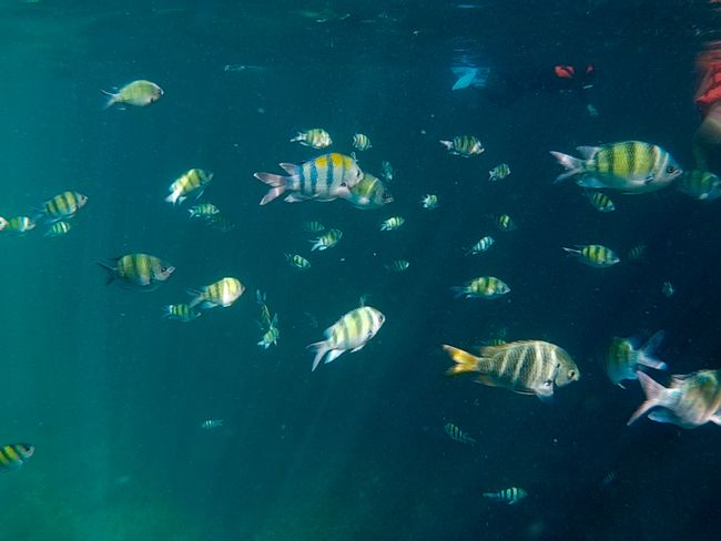 Snorkeling on the Phi Phi Islands