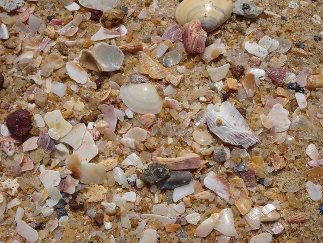 Some sections of the sand are covered with mini shells, etc.