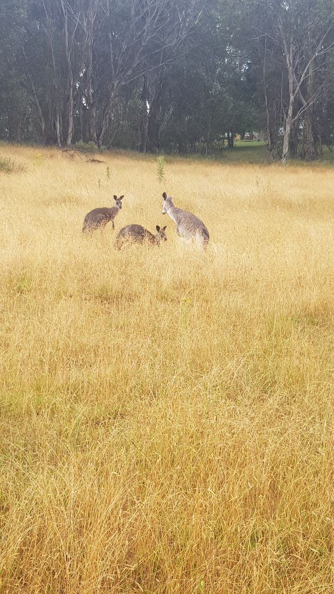 kangaroos everywhere