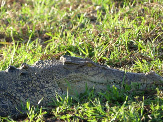 Close-up of a crocodile
