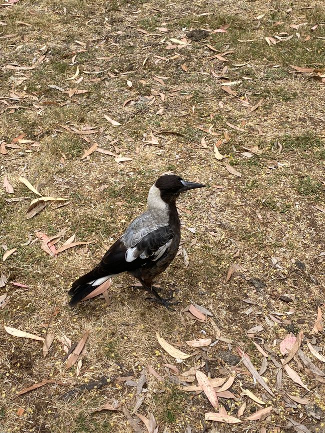 Bird in Tower Hill Reserve