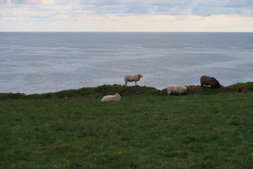 First trips in County Cork (Mizen Head, Youghal and meeting seals) - 6 months in Ireland