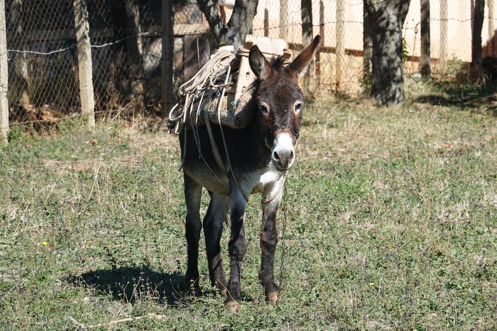 Tag 74 to 76 Goricë e Vogël, North Macedonia, Farewell, Birdringing ... and many donkeys