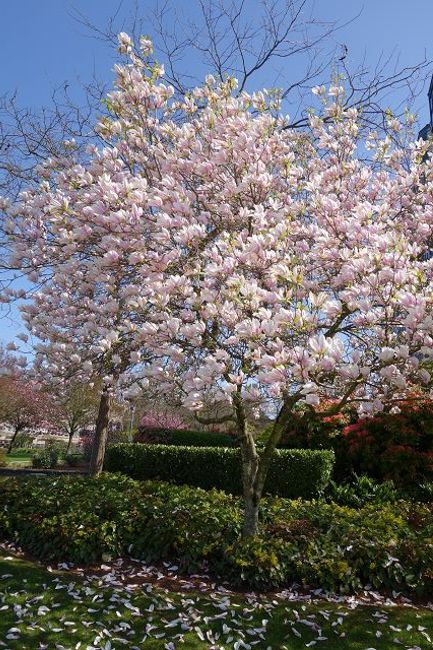 Vancouver blossoms