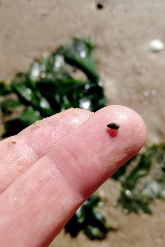 An example of tiny mud snails 🐌