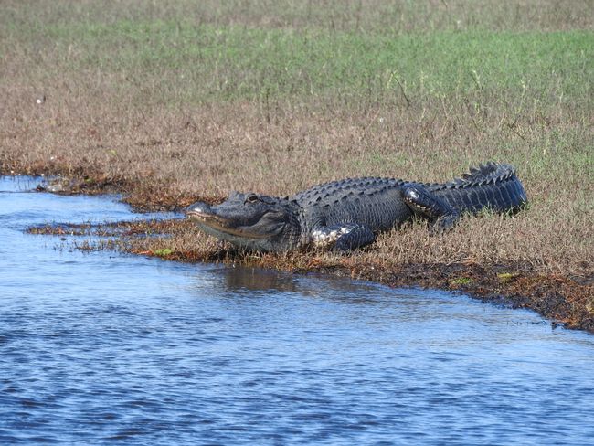 Propellerbootfahrt zu den Alligatoren von Florida