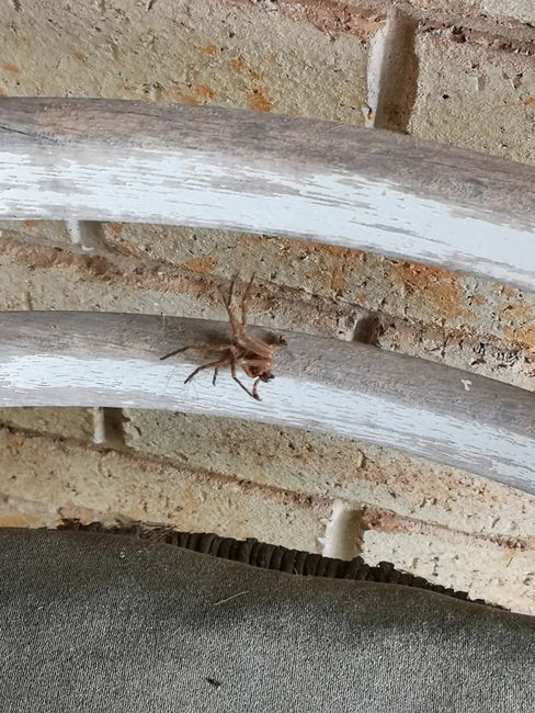 Huntsman spider (dead, it wasn't me but another spider I think)