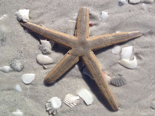 Starfish at Marco Island Beach