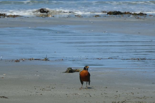 Eine Wanderdrossel am Strand