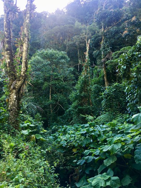 Sendero Los Quetzales 