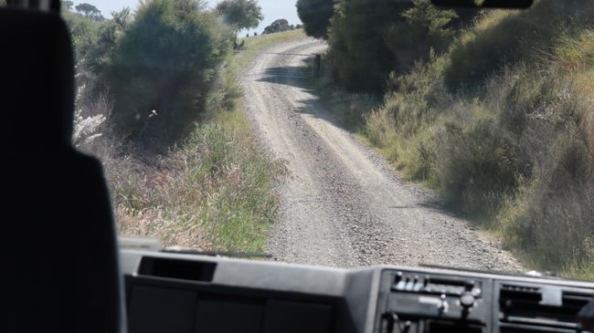 Day 17 Cape Kidnappers & Gannet Safari