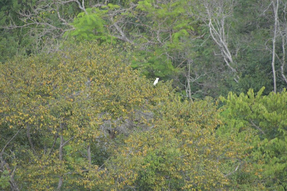 Kakadu auf Komodo Island