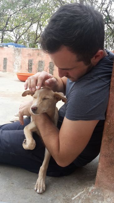 Hayvan Yardımı, Udaipur