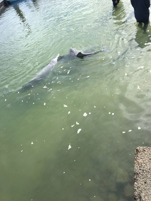 Tin Can Bay - Feeding Dolphins