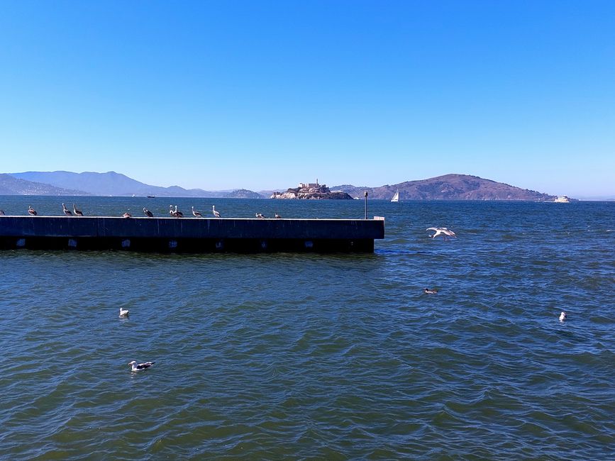 Alcatraz and pelicans on the pier