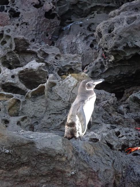 Tag 3: Galapagos Pinguin