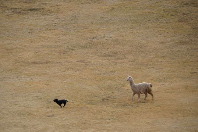 Hund vs Lama