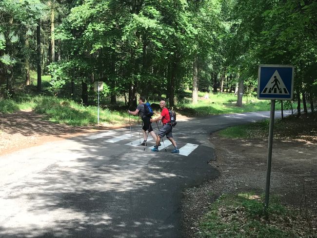A pedestrian crossing in the middle of the forest. 