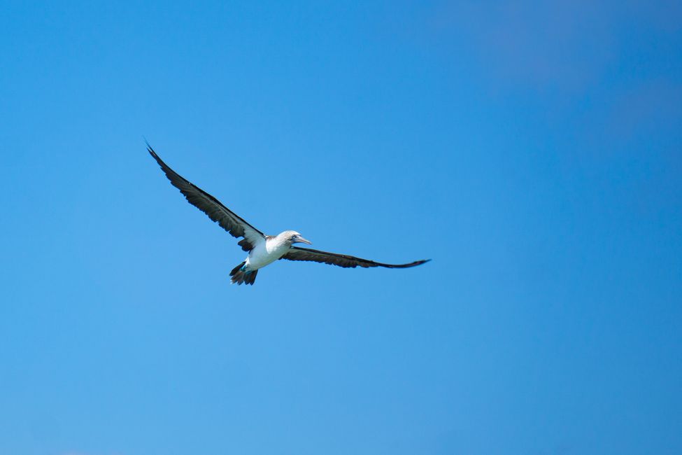 Fly like a Blue-Footed-Boobie