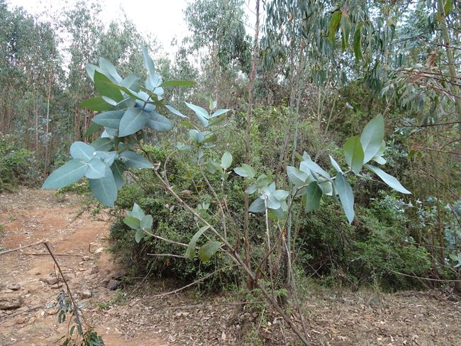 Junger Eukalyptusbaum