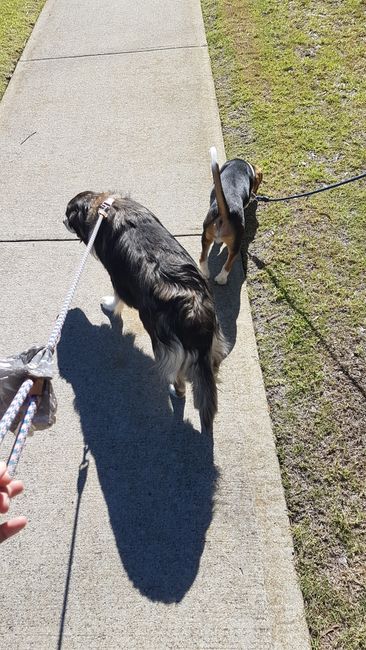 21.04.2019: Wir gingen eine Runde mit den Hunden.