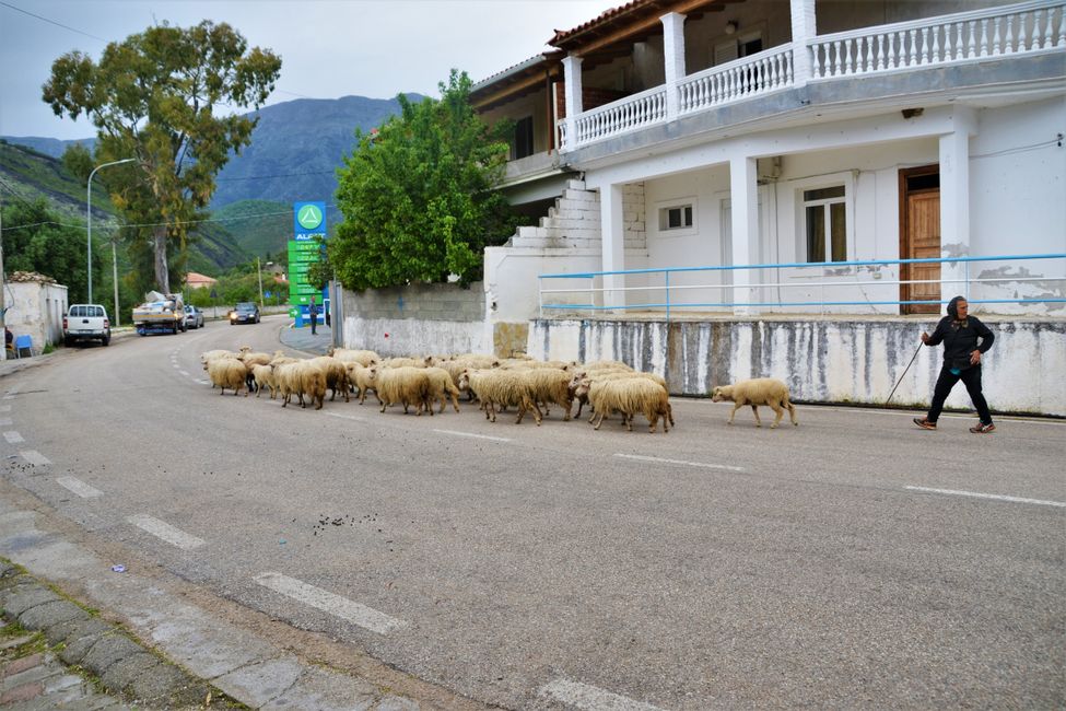 Mit Schafherden ist auf den albanischen Straßen jeder Zeit zu rechnen.