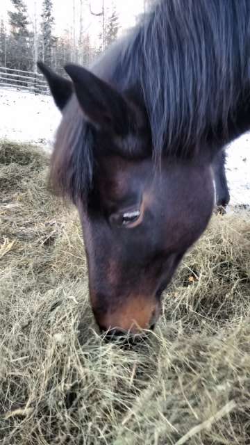The horses' eyelashes always freeze ;)