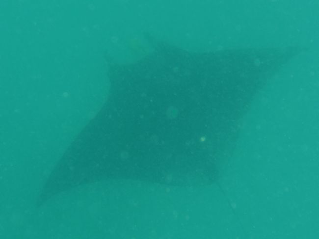 A manta ray.