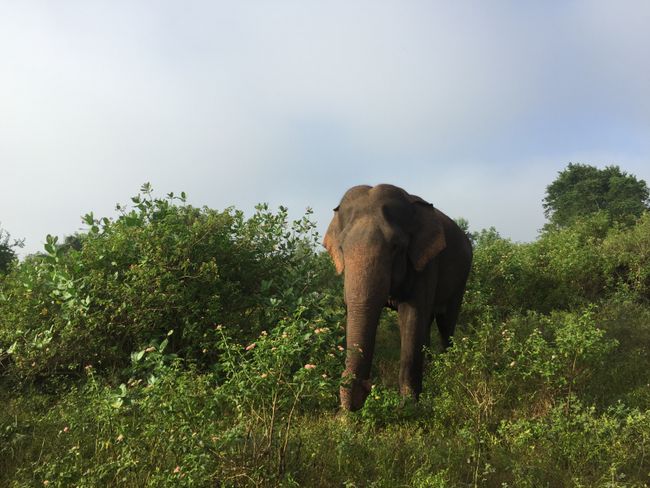 Tag 32+33: Udawalawe, Srí Lanka - Safari durch den Udawalawa Nationalpark