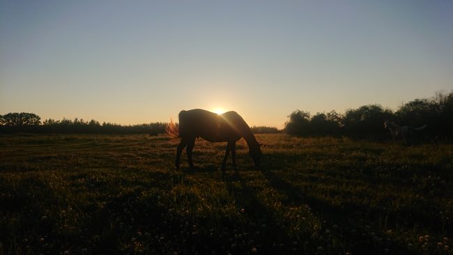 Pferde von der Sunwest Equine Ranch