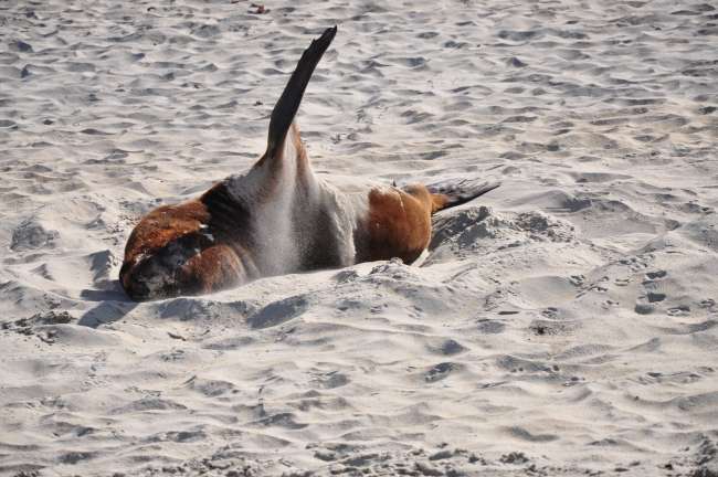 Sea lion at Sandfly Beach