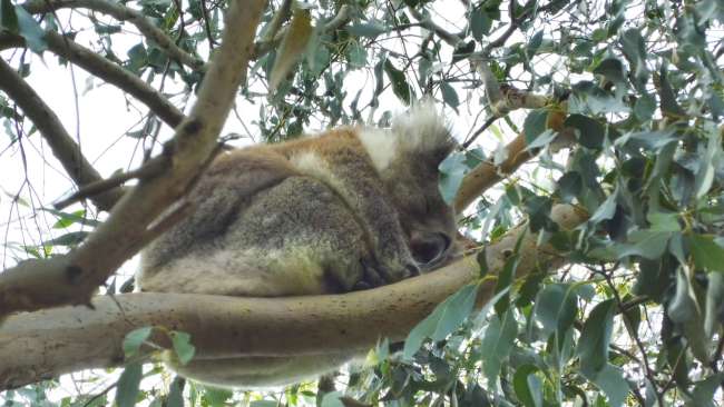 Di cascate, canguri è koalas