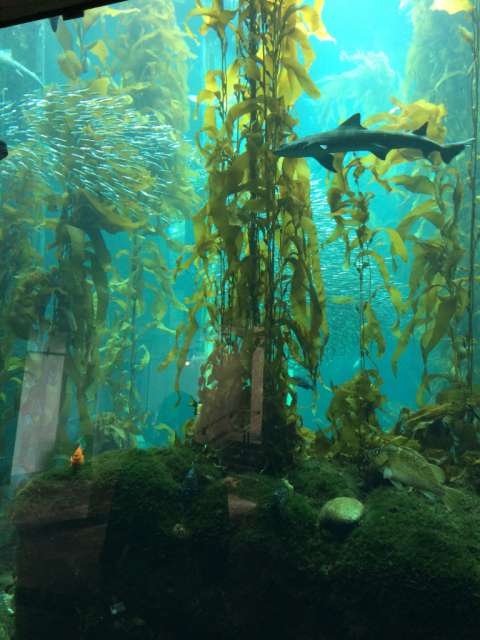Monterey Aquarium & 17 Mile Drive