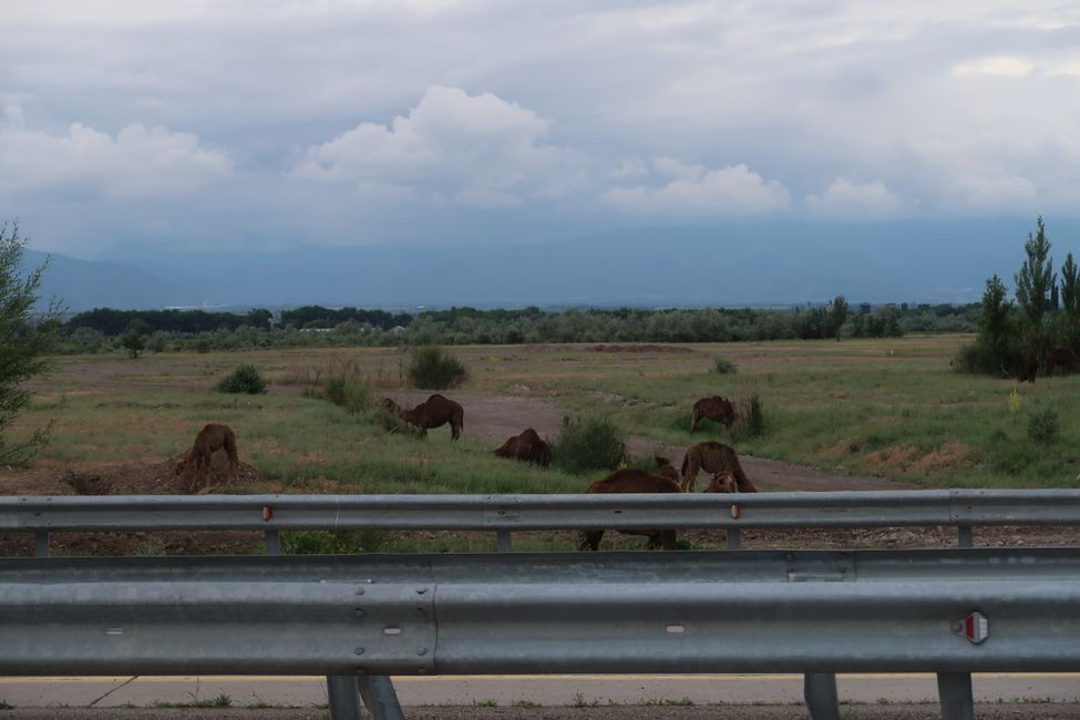 Camels (?) on the highway